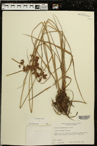 Cyperus pseudovegetus image