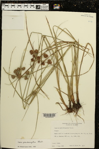 Cyperus pseudovegetus image