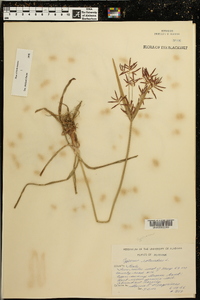 Cyperus rotundus image