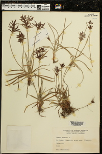 Cyperus rotundus image