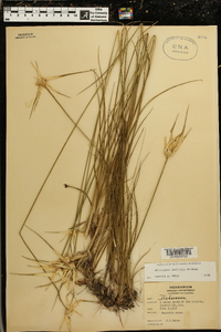 Dichromena latifolia image