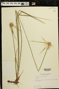 Dichromena latifolia image