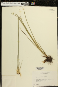 Dichromena latifolia image