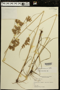 Cyperus surinamensis image