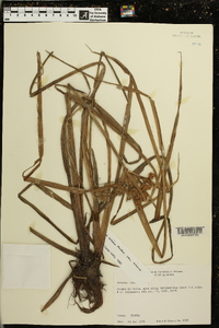Cyperus virens image