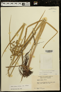 Cyperus virens image