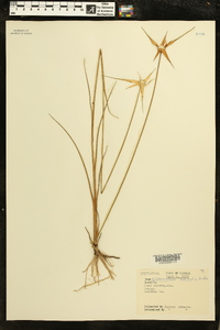 Dichromena latifolia image