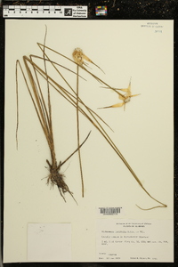 Dichromena latifolia image