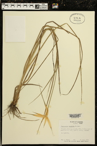 Dichromena latifolia image