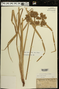 Cyperus virens image