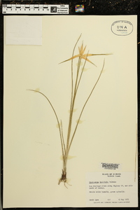 Dichromena latifolia image