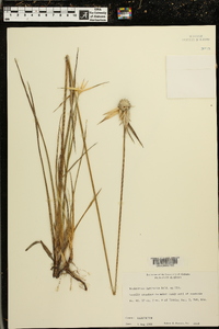 Dichromena latifolia image