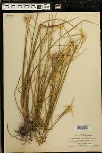 Dichromena latifolia image