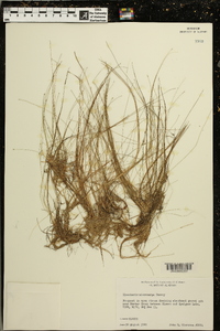 Eleocharis microcarpa image