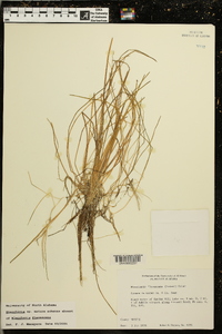 Eleocharis flavescens image