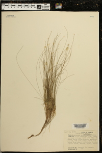 Eleocharis engelmannii image