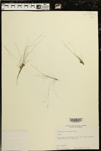 Eleocharis microcarpa image