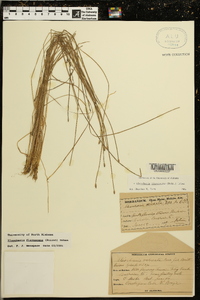 Eleocharis flavescens image