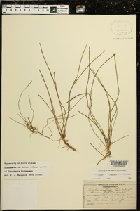 Eleocharis flavescens image