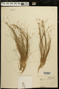 Eleocharis montevidensis image