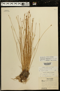 Eleocharis geniculata image