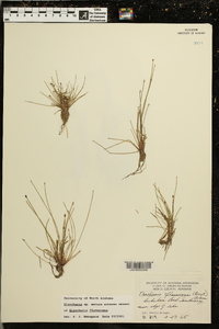 Eleocharis flavescens image