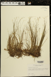 Eleocharis microcarpa image