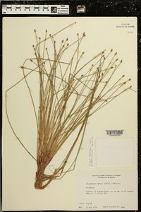 Eleocharis ovata image