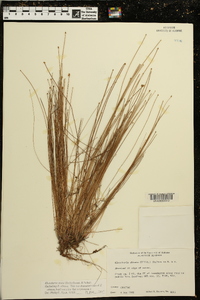 Eleocharis ovata image