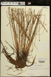 Eleocharis ovata image