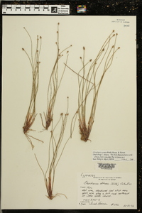 Eleocharis ovata image