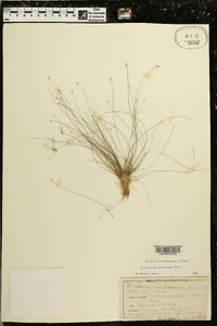 Eleocharis microcarpa image