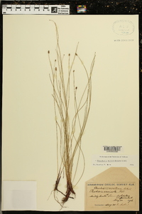 Eleocharis montevidensis image