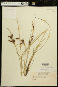 Fimbristylis castanea image