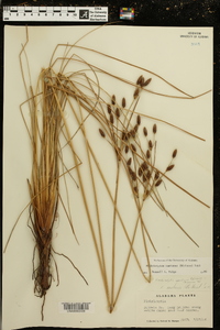 Fimbristylis castanea image