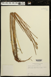 Eleocharis quadrangulata image