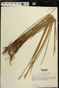 Eleocharis quadrangulata image