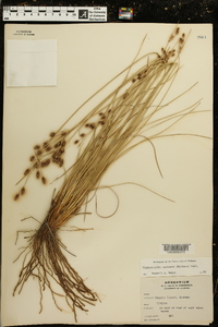 Fimbristylis castanea image