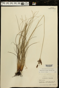 Fimbristylis castanea image