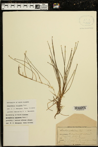 Eleocharis olivacea image