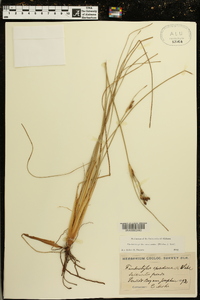 Fimbristylis castanea image