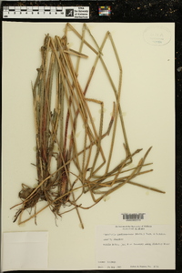 Eleocharis quadrangulata image