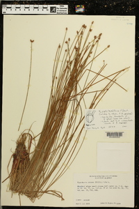 Eleocharis ovata image