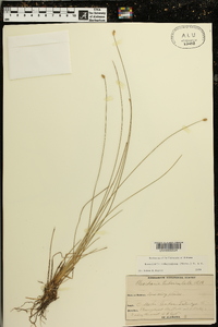 Eleocharis tuberculosa image