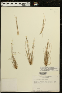 Eleocharis ovata image