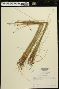 Eleocharis tuberculosa image