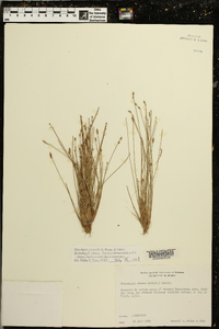 Eleocharis ovata image