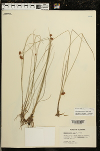 Rhynchospora macra image