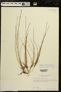 Eleocharis ovata image