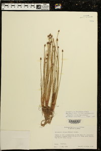 Eleocharis ovata image